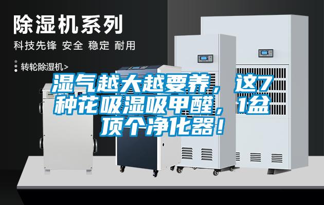 欧美成色手机在线观看 湿气越大越要养，这7种花吸湿吸甲醛，1盆顶个净化器！