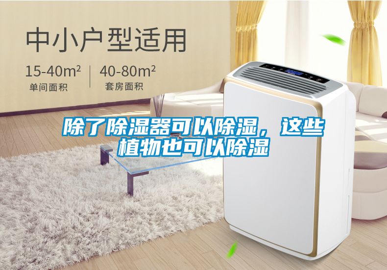 欧美黄色电影在线播放 除了除湿器可以除湿，这些植物也可以除湿
