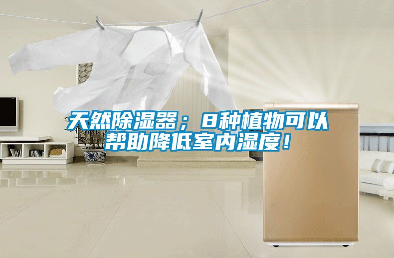 欧美黄色性爱视频网站 天然除湿器；8种植物可以帮助降低室内湿度！