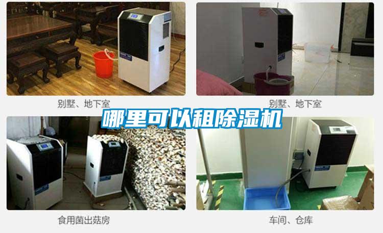 欧美黄色性爱视频网站 哪里可以租除湿机
