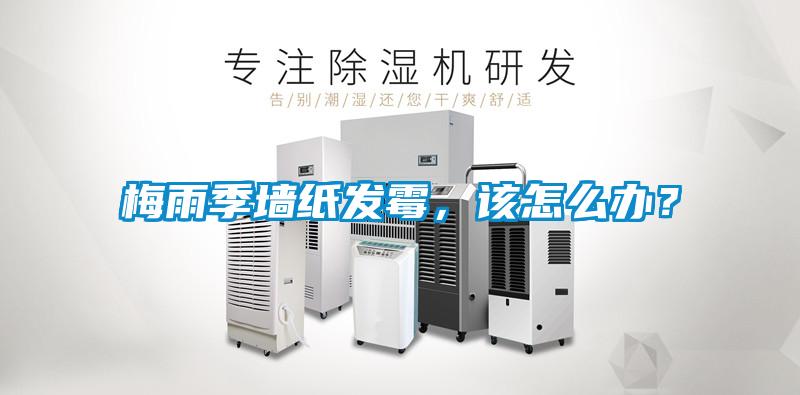 欧美成色手机在线观看 梅雨季墙纸发霉，该怎么办？