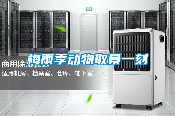 欧美成色手机在线观看 梅雨季动物取景一刻