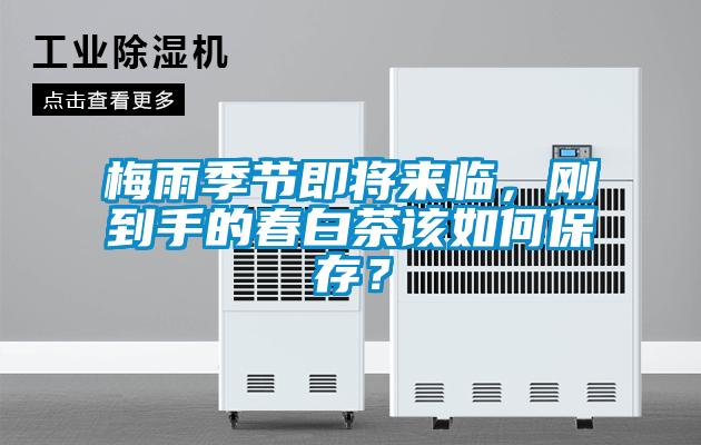 欧美黄色性爱视频网站 梅雨季节即将来临，刚到手的春白茶该如何保存？
