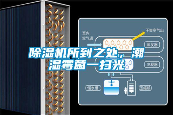 欧美黄色性爱视频网站 除湿机所到之处，潮湿霉菌一扫光