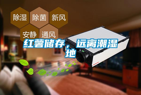 欧美黄色性爱视频网站 红薯储存，远离潮湿地