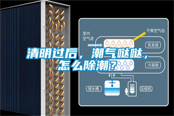 欧美黄色性爱视频网站 清明过后，潮气哒哒，怎么除潮？