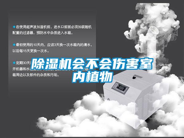 欧美成色手机在线观看 除湿机会不会伤害室内植物