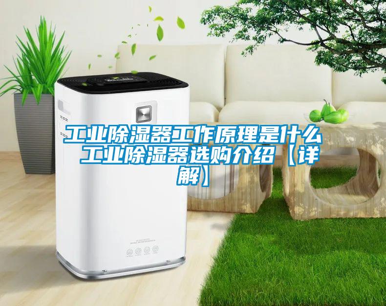 欧美黄色电影在线播放 工业除湿器工作原理是什么 工业除湿器选购介绍【详解】
